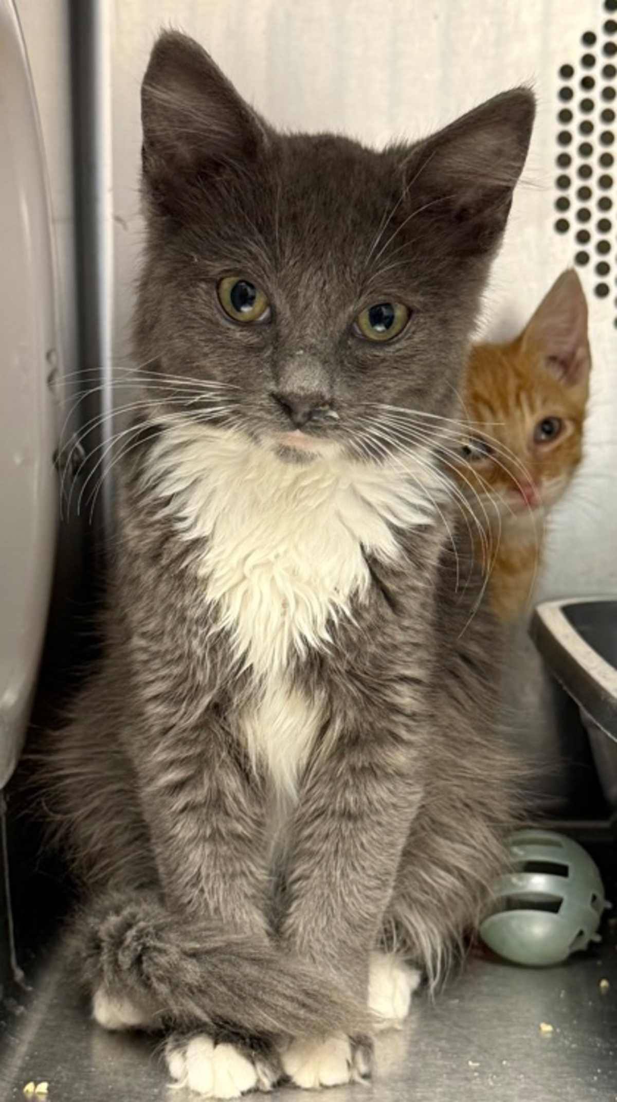 CRYSTAL - Domestic Mediumhair available for adoption