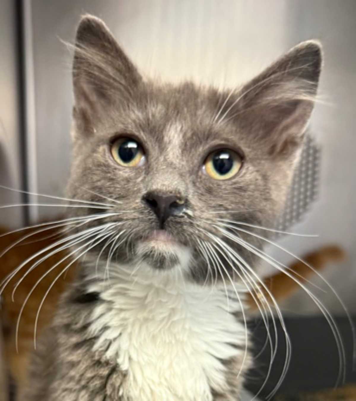 CRYSTAL - Domestic Mediumhair available for adoption