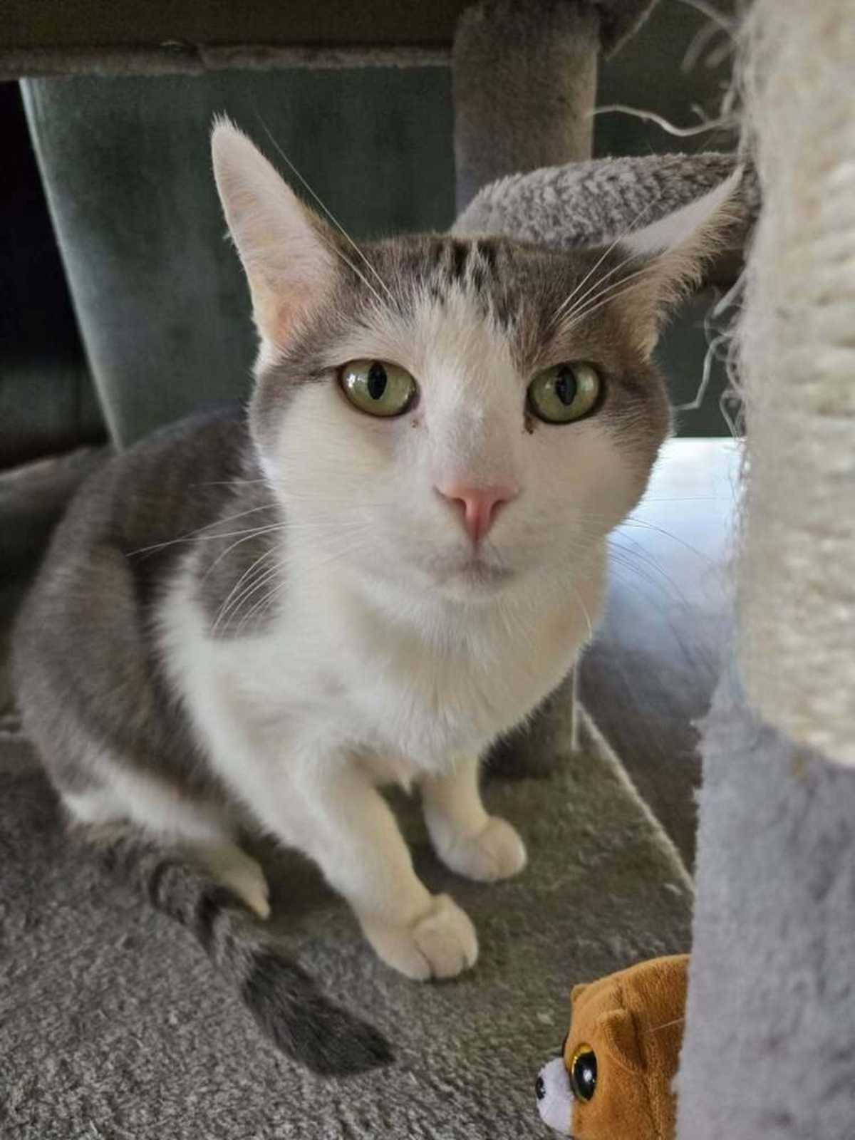 MIGUEL - Domestic Shorthair available for adoption