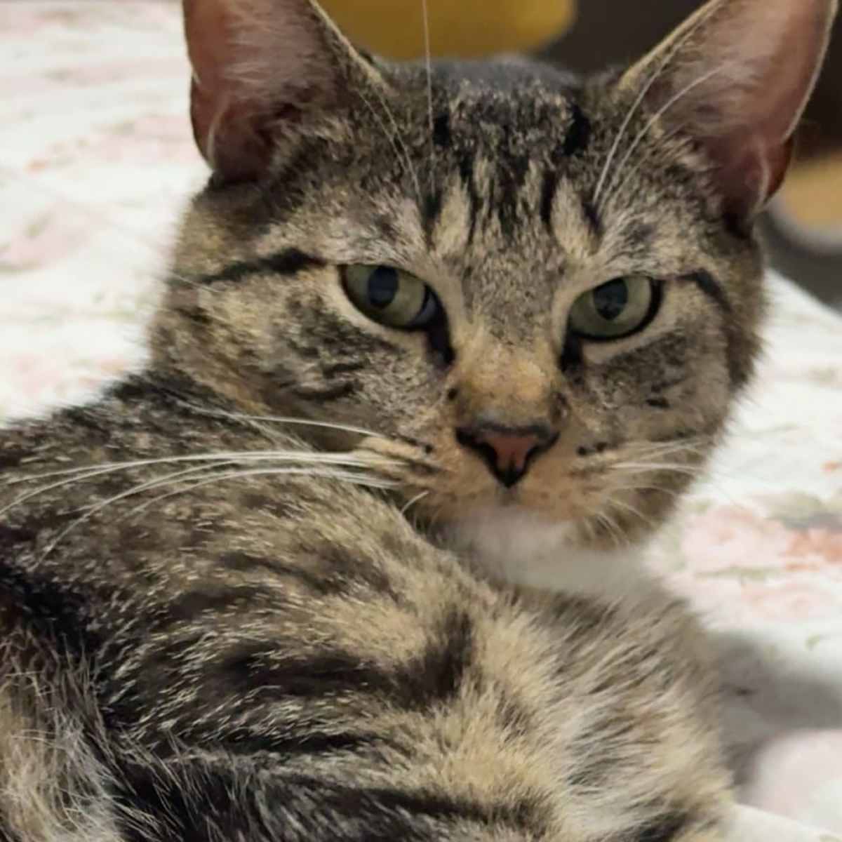 DAWSON - Domestic Shorthair / Domestic Mediumhair available for adoption