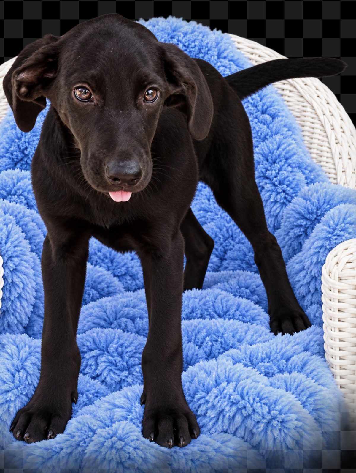 PUMPKIN BOO 🎃 - Labrador Retriever / German Shepherd Dog available for adoption