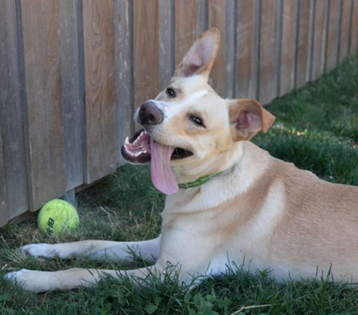 APOLLO - Mixed Breed (Medium) available for adoption
