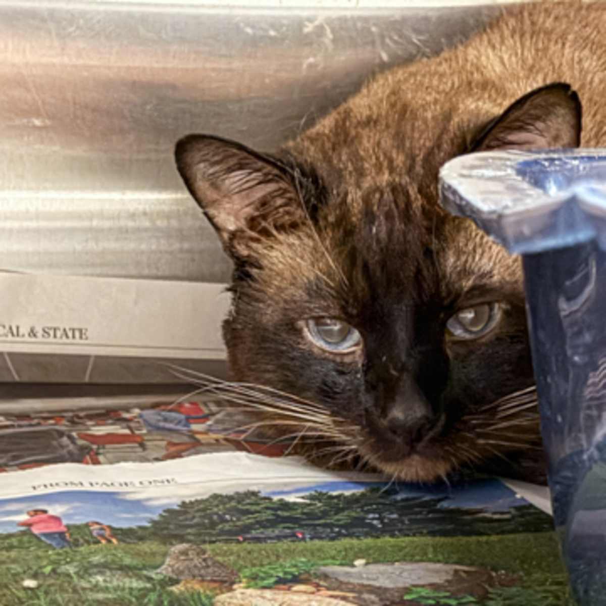 ZOE - Siamese available for adoption
