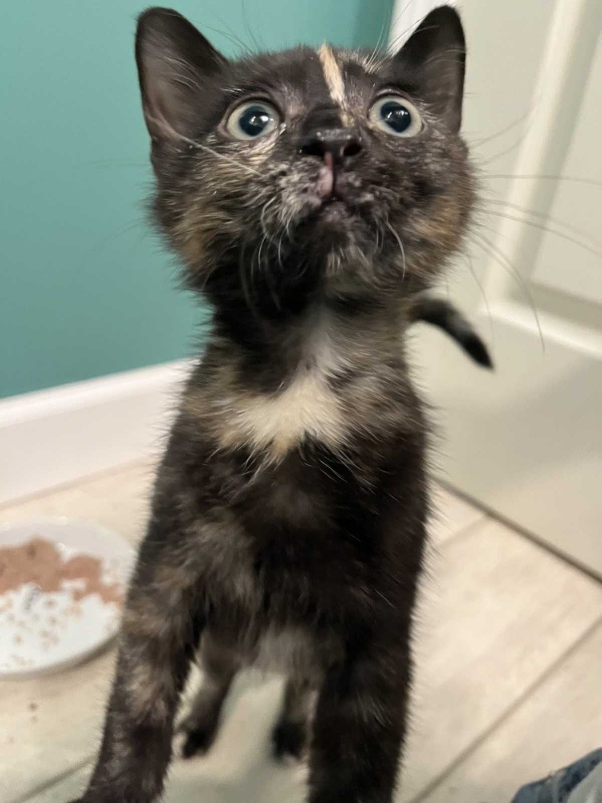 MISS ELIZABETH BENNETT - Domestic Mediumhair available for adoption