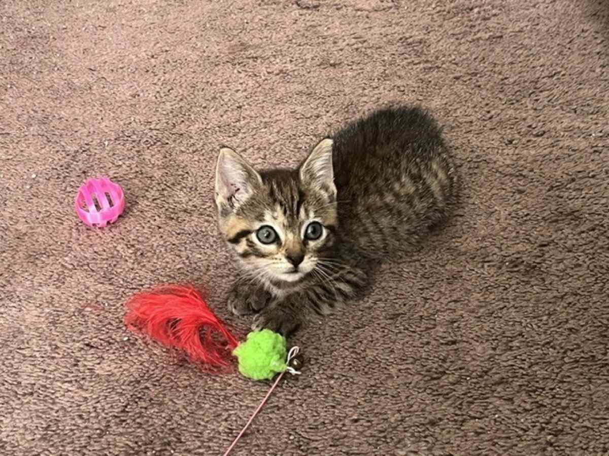 ANYA - Domestic Shorthair available for adoption