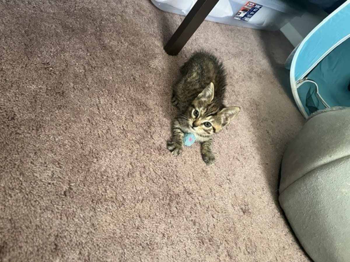 ANYA - Domestic Shorthair available for adoption