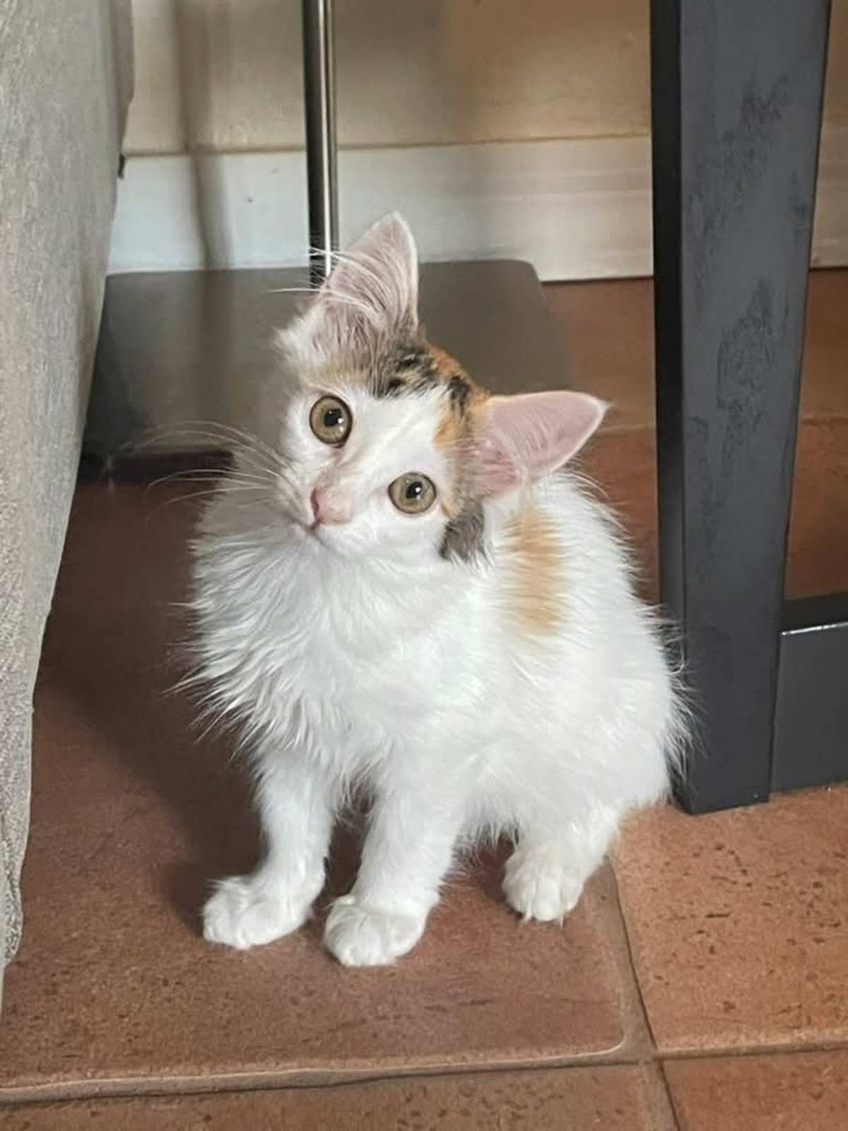 BLINKY - Domestic Mediumhair available for adoption