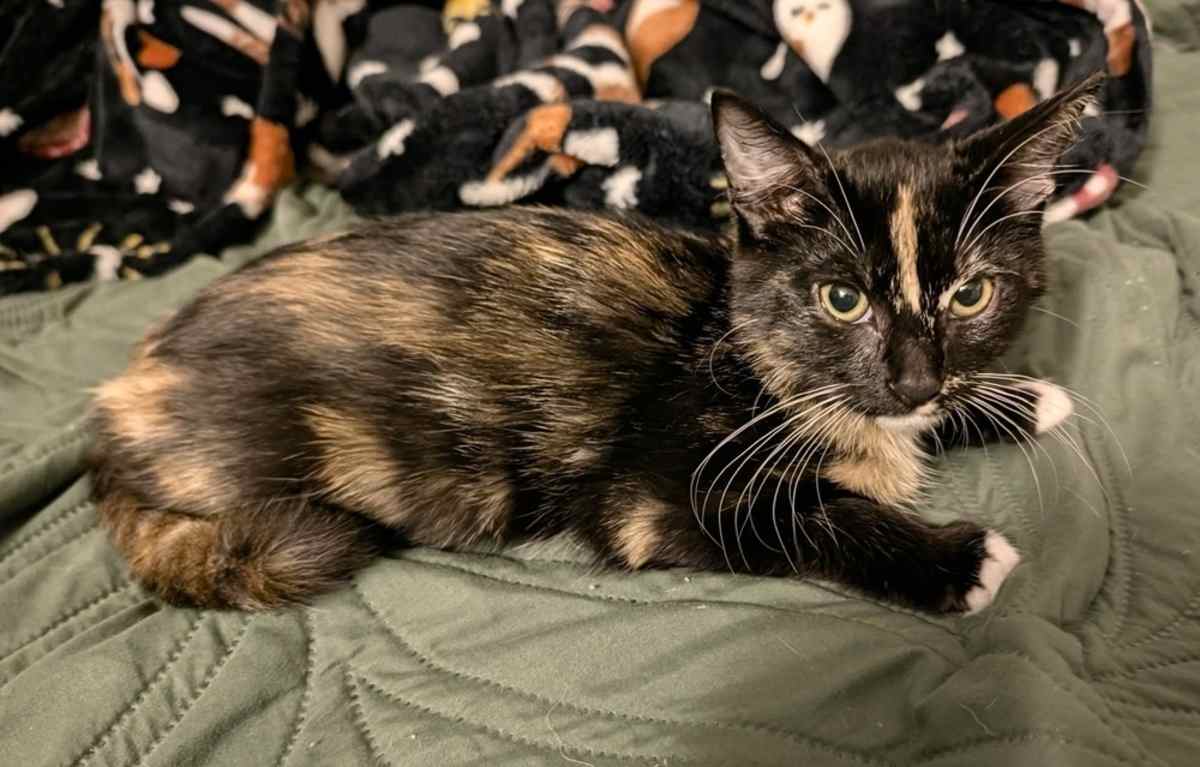 VERONICA - Domestic Shorthair available for adoption