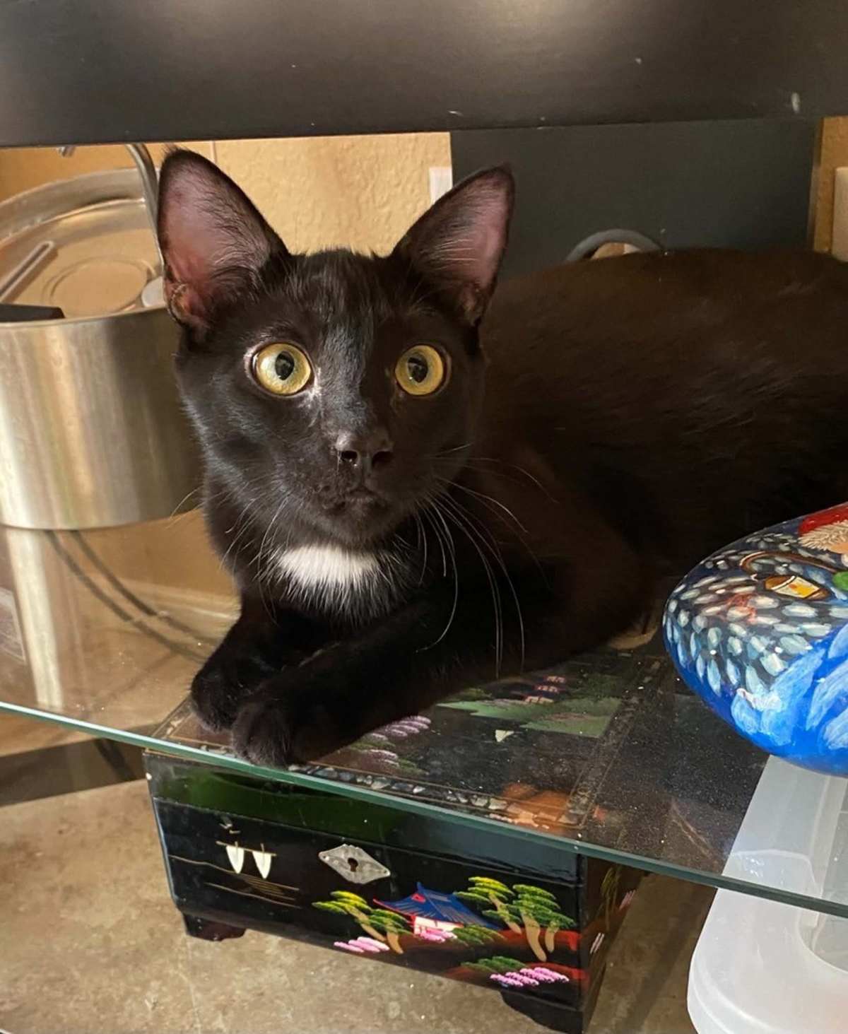 TOBLERONE - Domestic Shorthair available for adoption