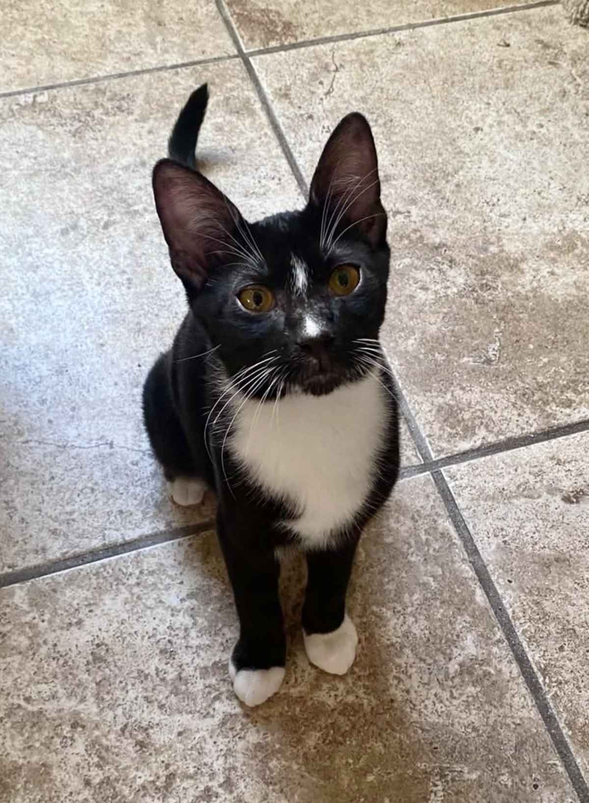 RICHIE LIPSCHITZ - Domestic Shorthair available for adoption
