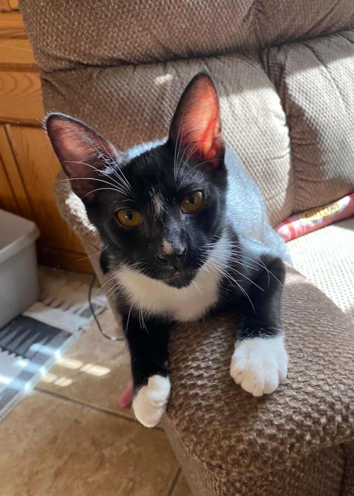RICHIE LIPSCHITZ - Domestic Shorthair available for adoption