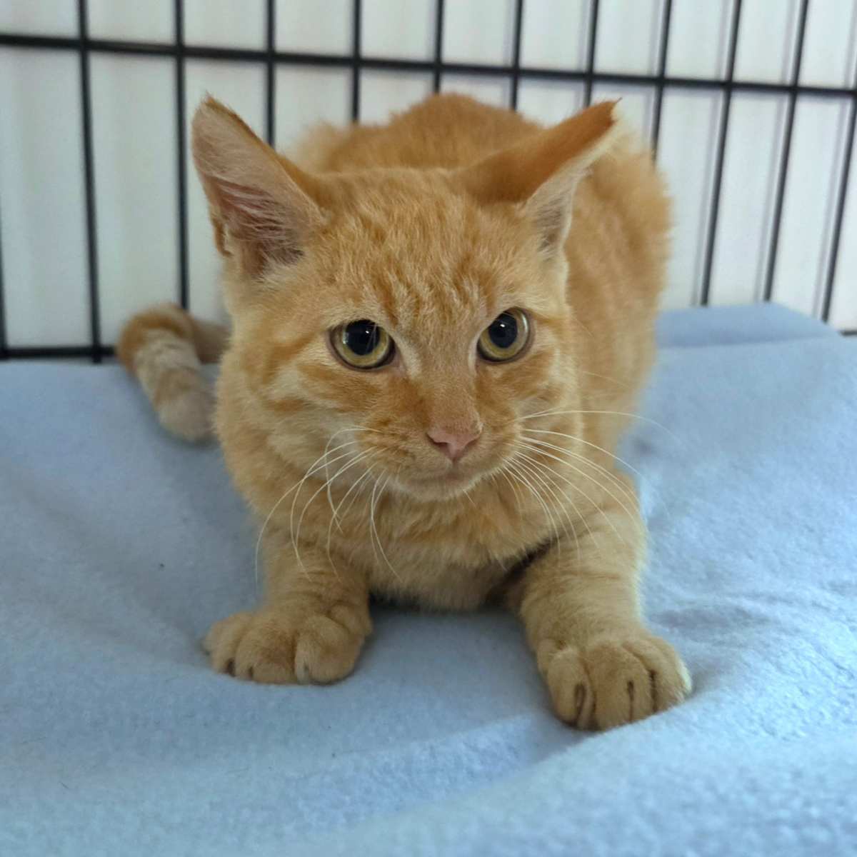 KIKI - Domestic Shorthair available for adoption