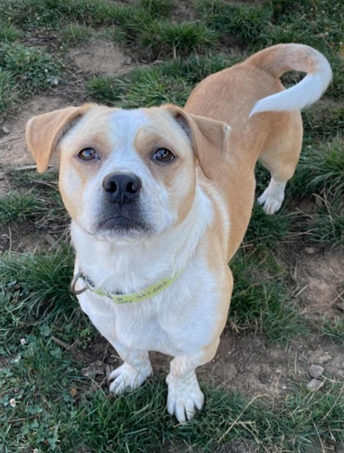 MR. BISCUIT HEAD GRAVY - Mixed Breed (Medium) available for adoption
