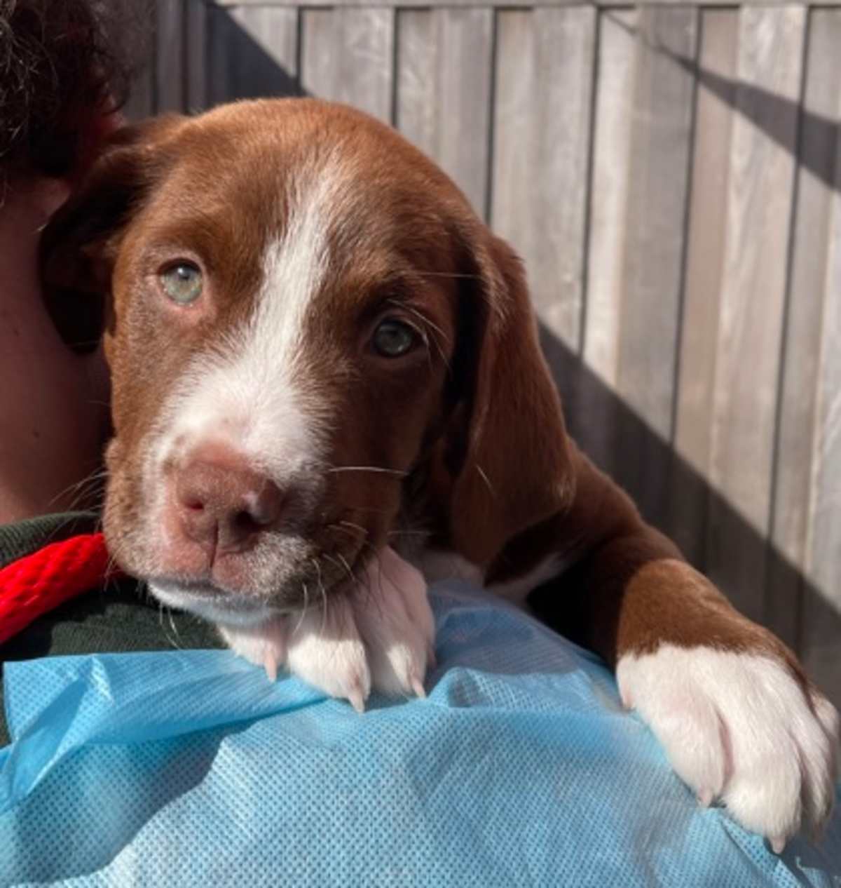 BOHEMIAN RHAPSODY - Mixed Breed (Medium) available for adoption