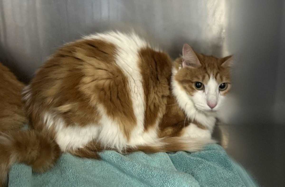 DESTINY - Domestic Shorthair available for adoption