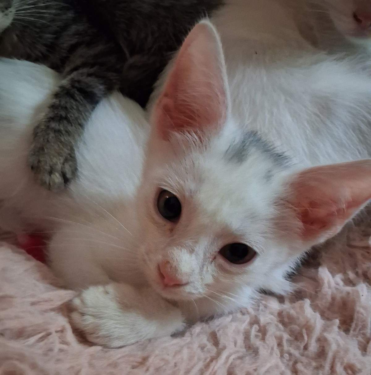 JIM BOB - Domestic Shorthair available for adoption