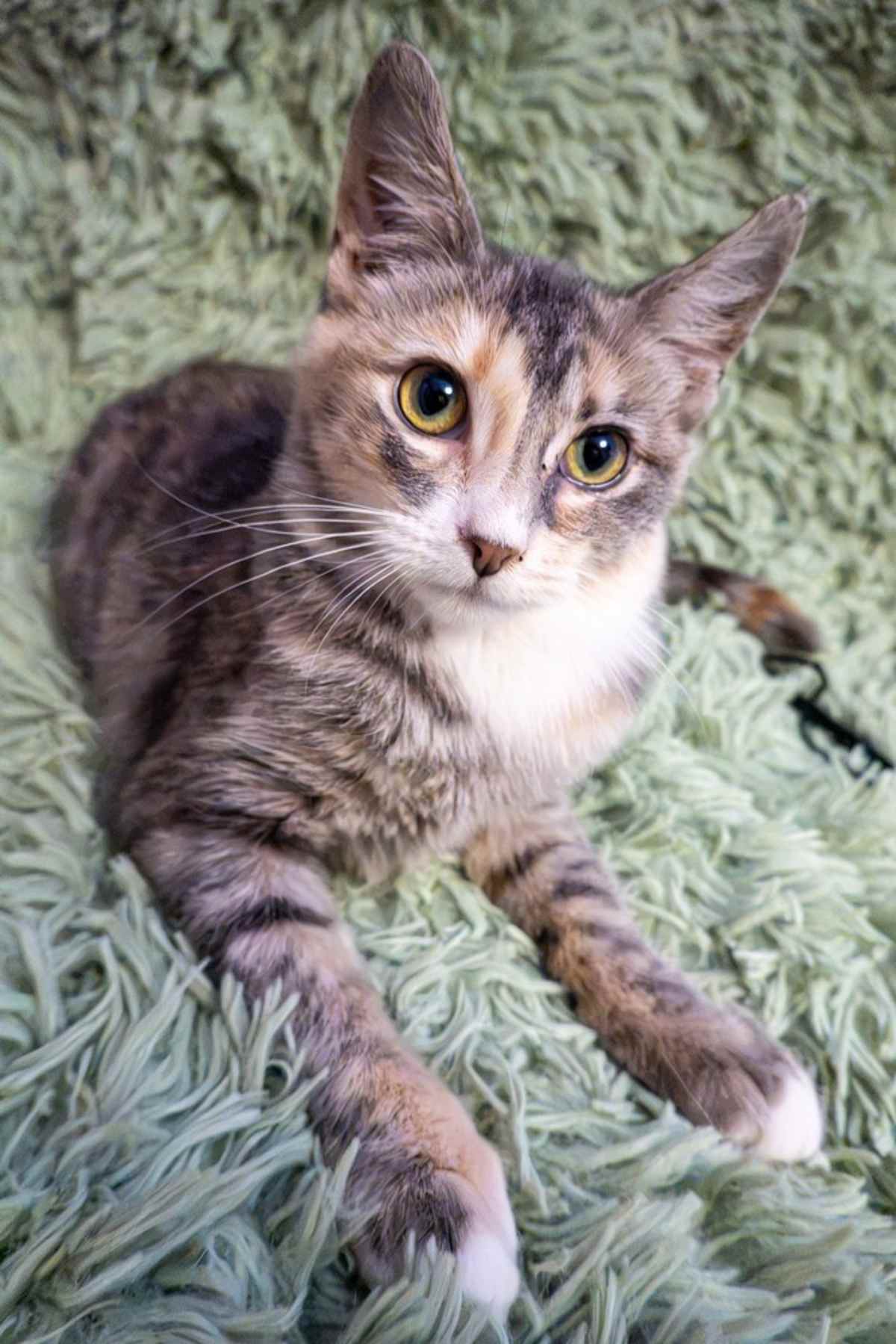 BANHOFF - Domestic Shorthair available for adoption
