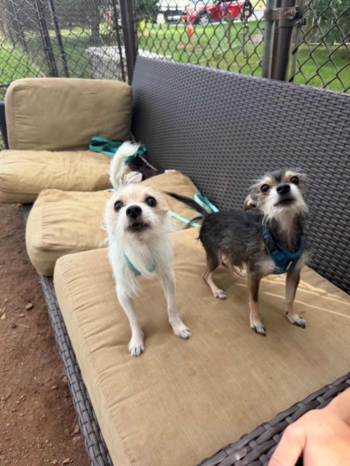 DANE - Chihuahua available for adoption