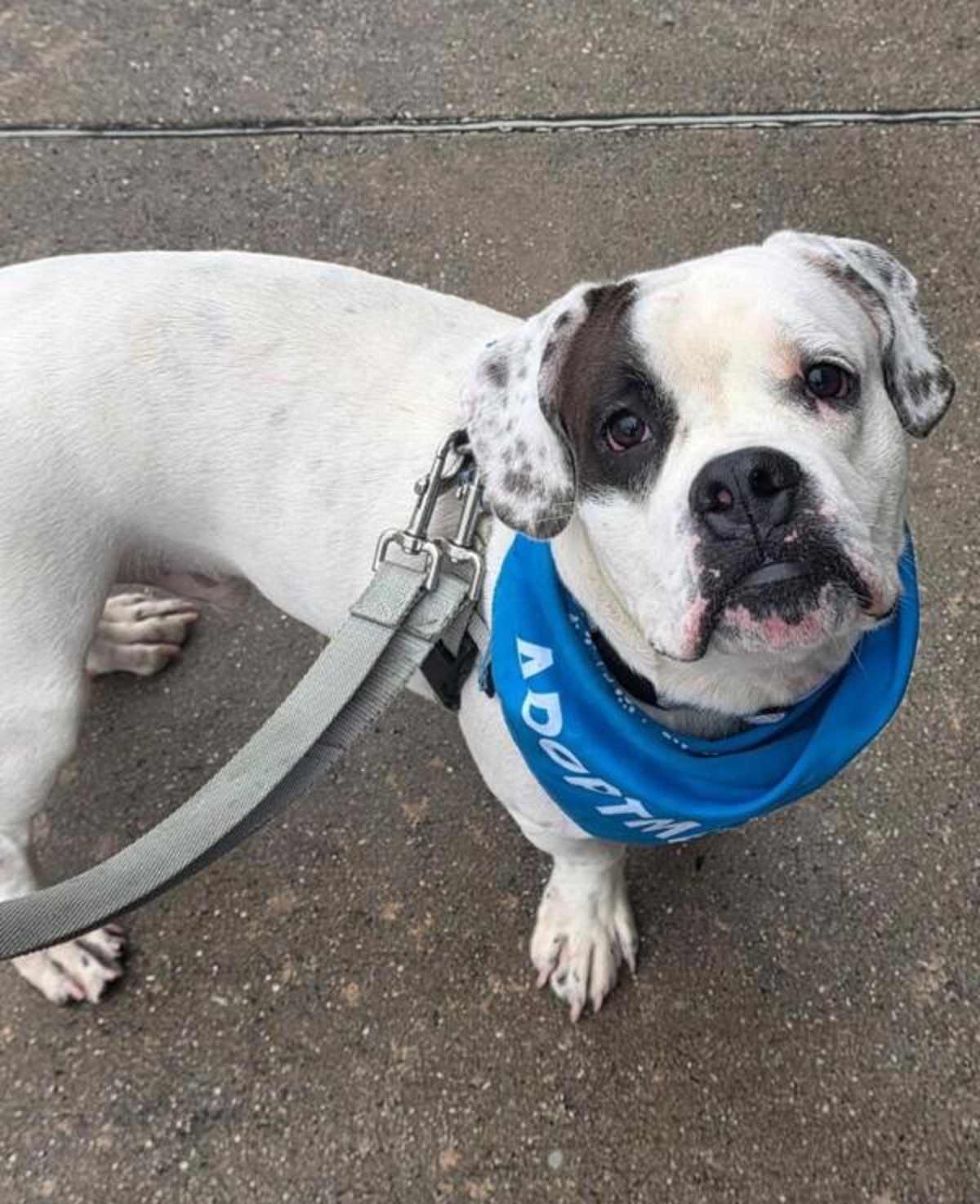 BILLY BOB JR - American Pit Bull Terrier / American Bulldog available for adoption