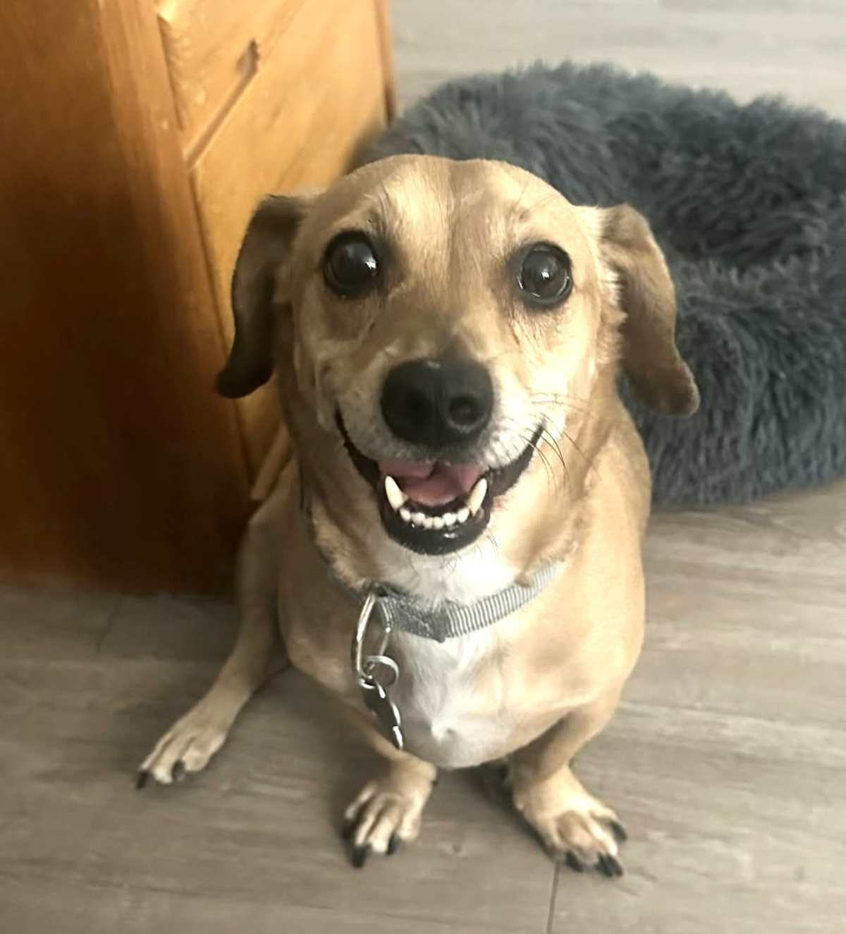 ARCHIE - Beagle / Dachshund available for adoption