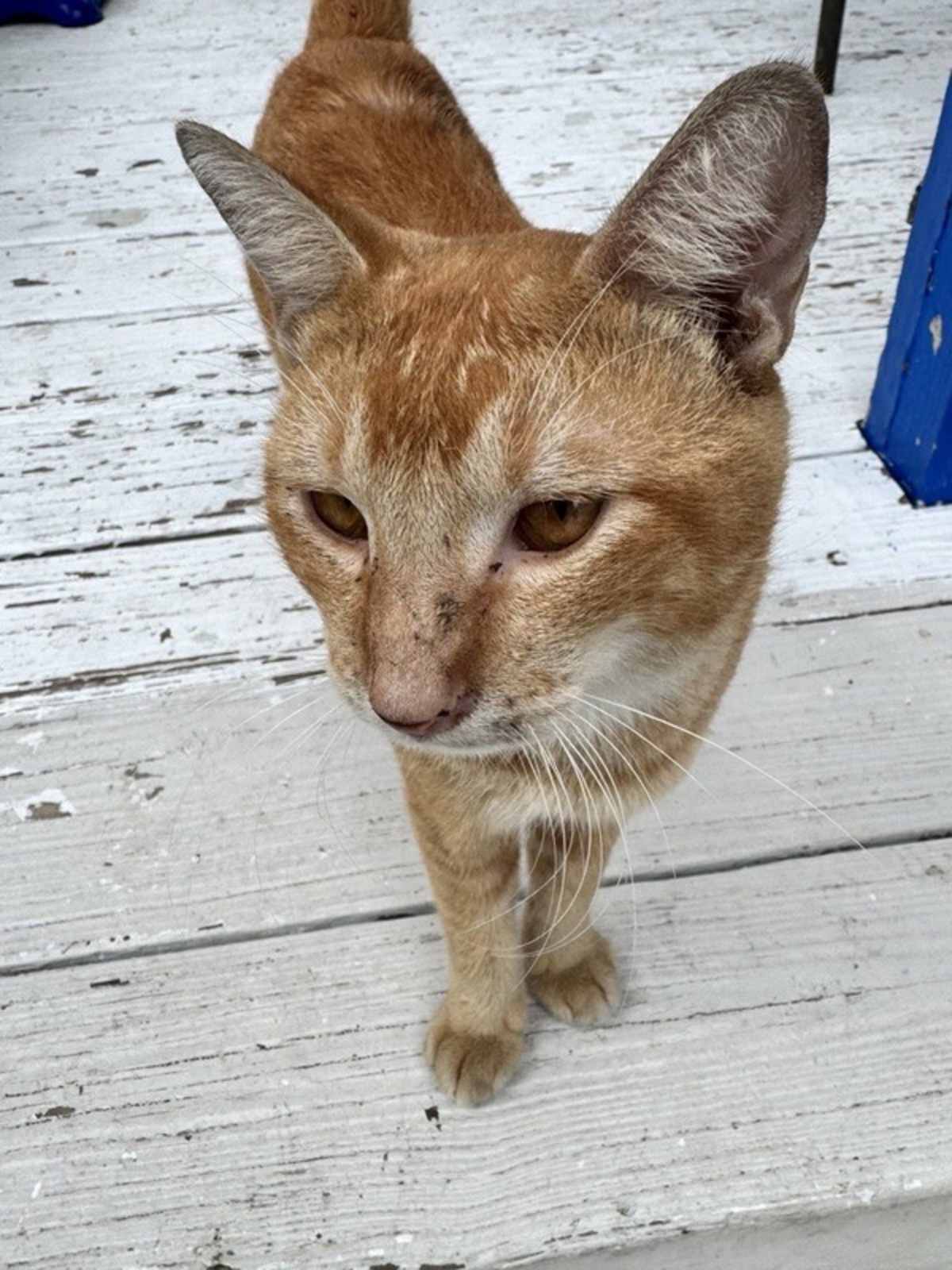 ANNATO - Domestic Shorthair available for adoption
