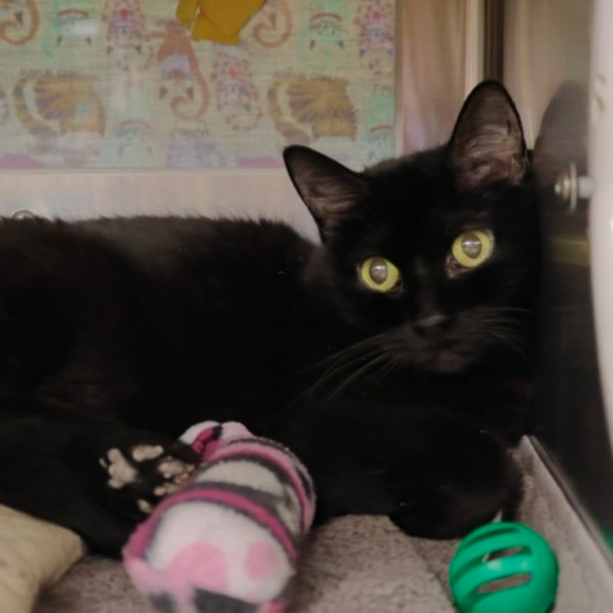 MISO - Domestic Shorthair available for adoption
