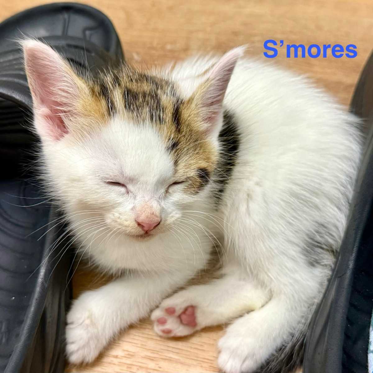 S'MORES - Domestic Shorthair available for adoption