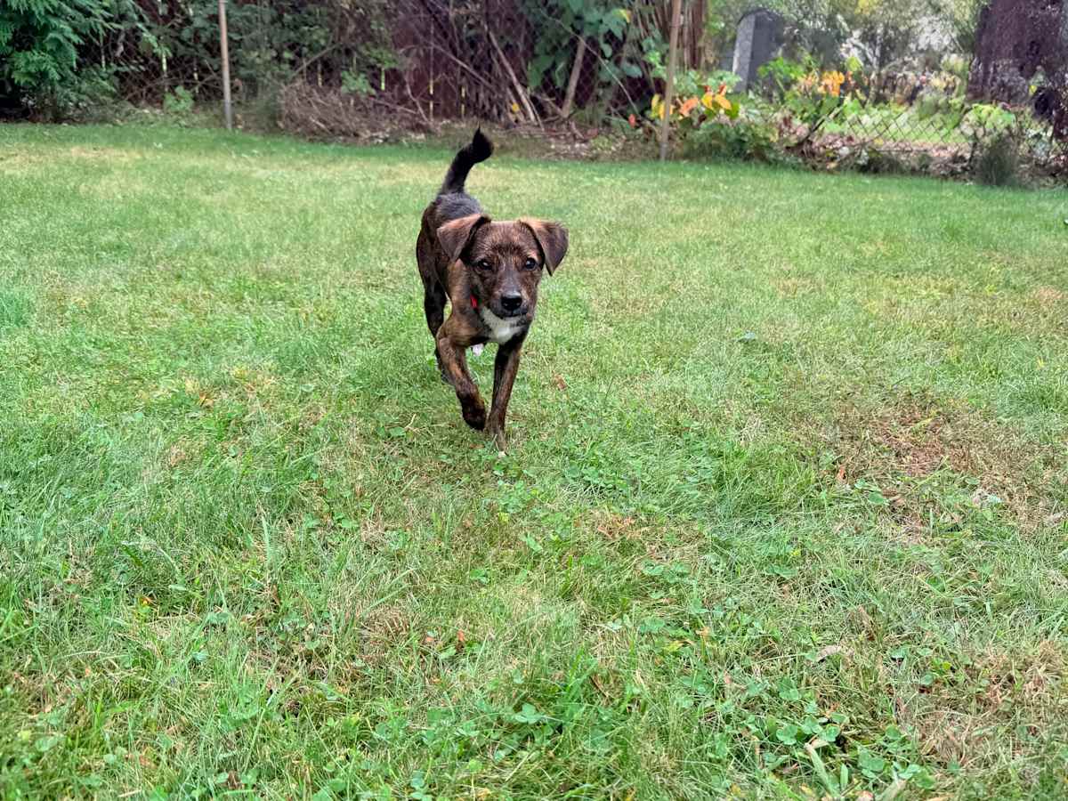 PRINCE - Mixed Breed (Small) available for adoption