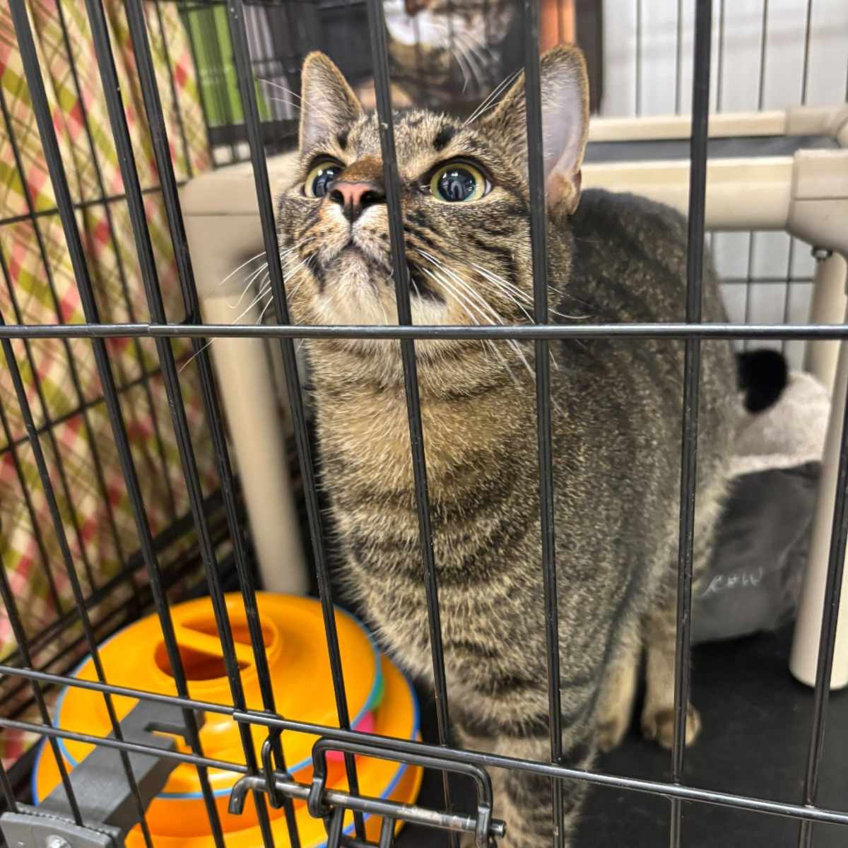 JASPER - Domestic Shorthair / Domestic Mediumhair available for adoption