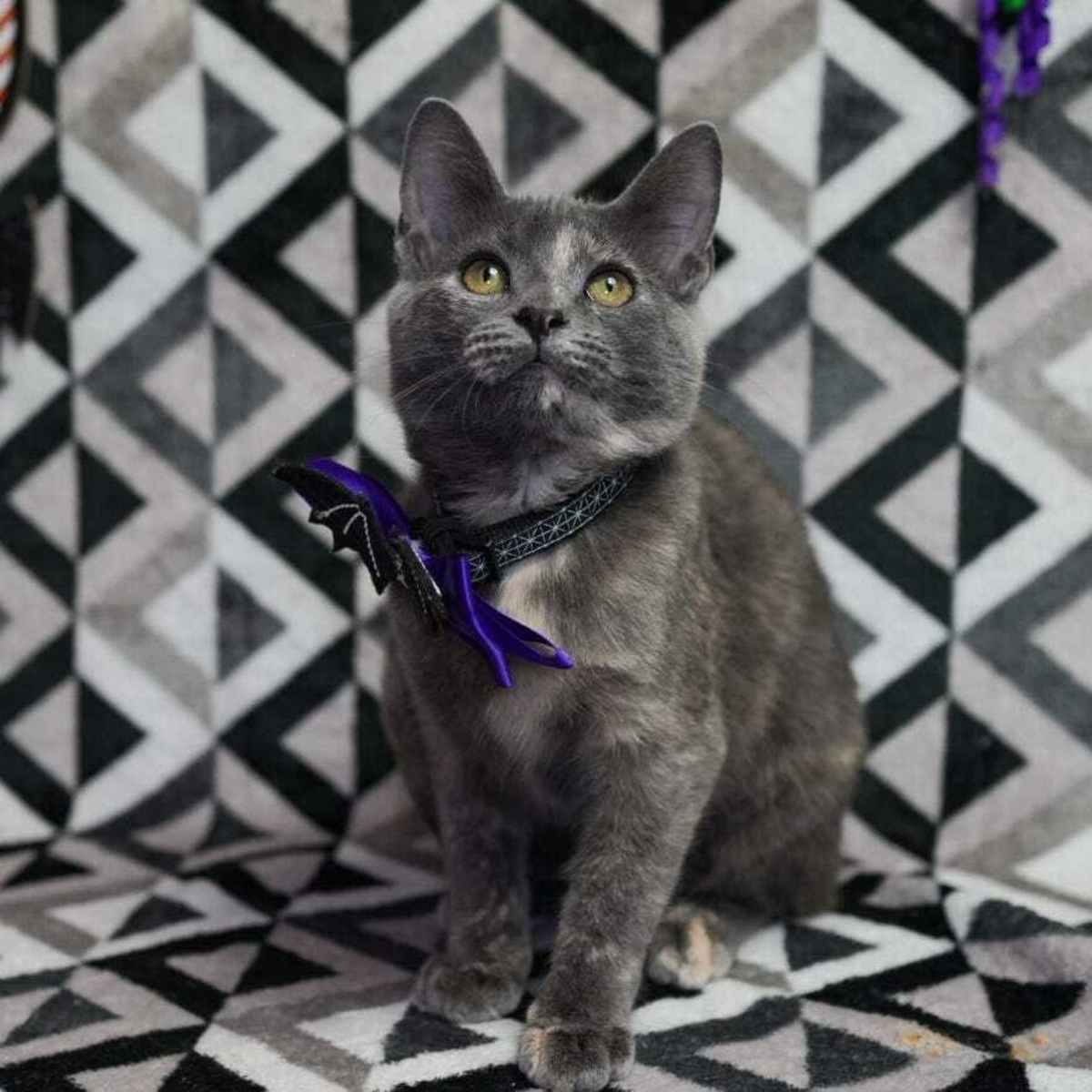 BELLA BOO - Domestic Shorthair available for adoption