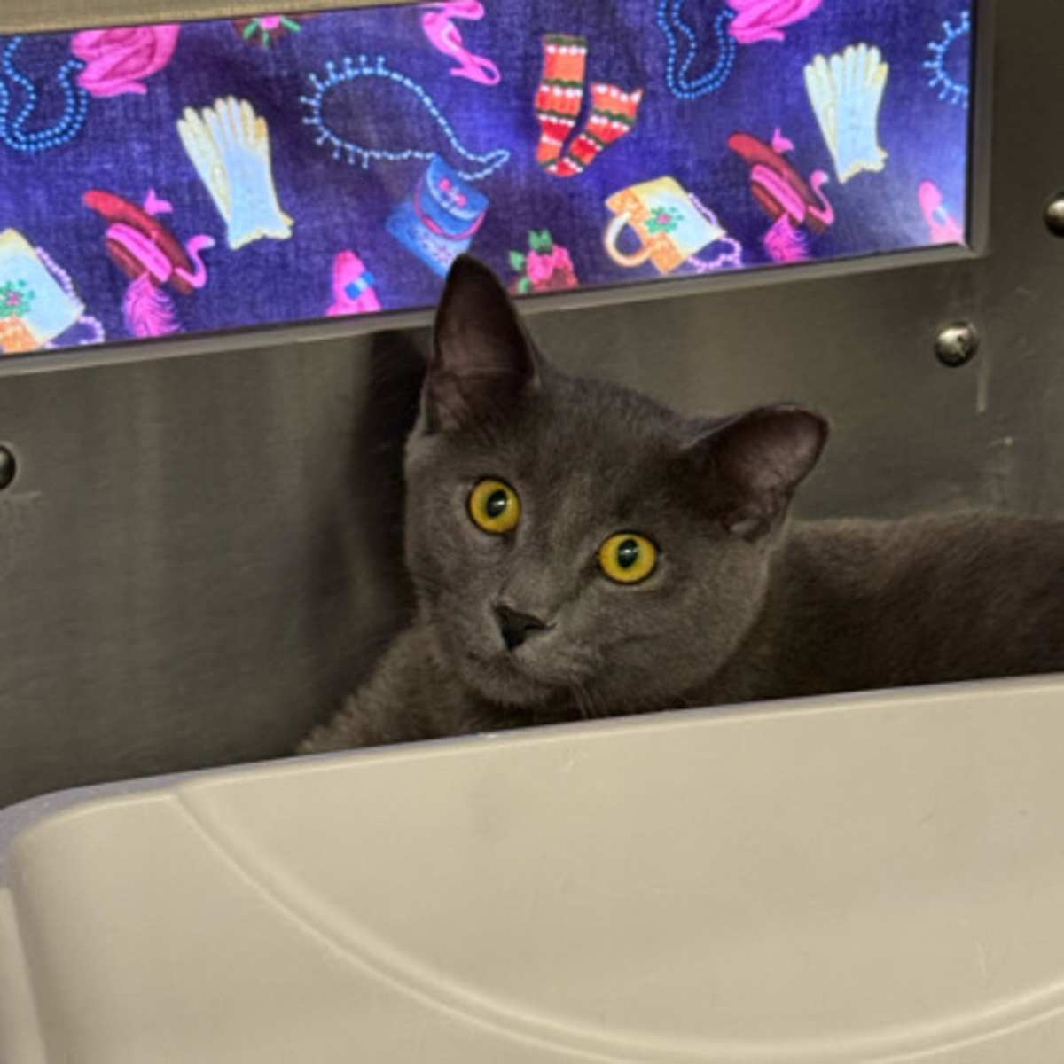 WINSTON CHURCHILL - Domestic Shorthair available for adoption