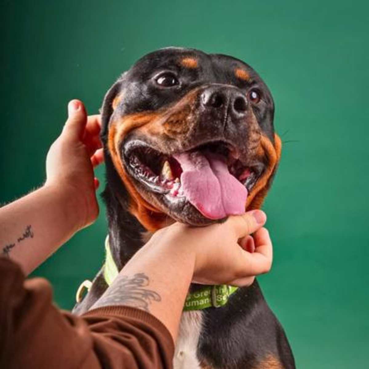 BOONE - Mixed Breed (Medium) available for adoption