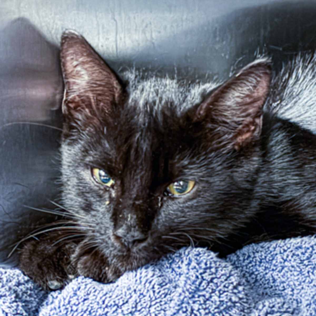 JIMMY NEUTRON - Domestic Shorthair available for adoption