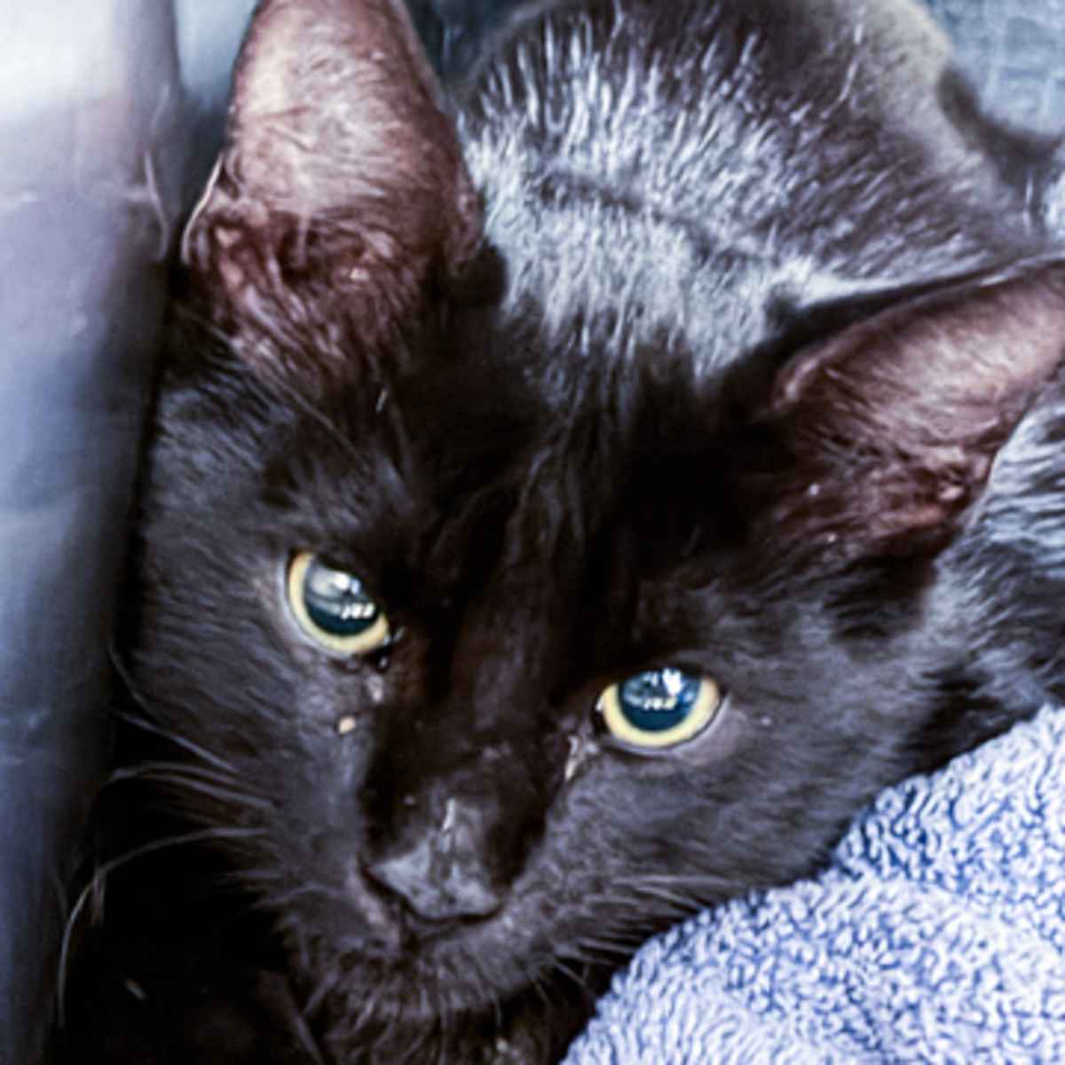 JIMMY NEUTRON - Domestic Shorthair available for adoption