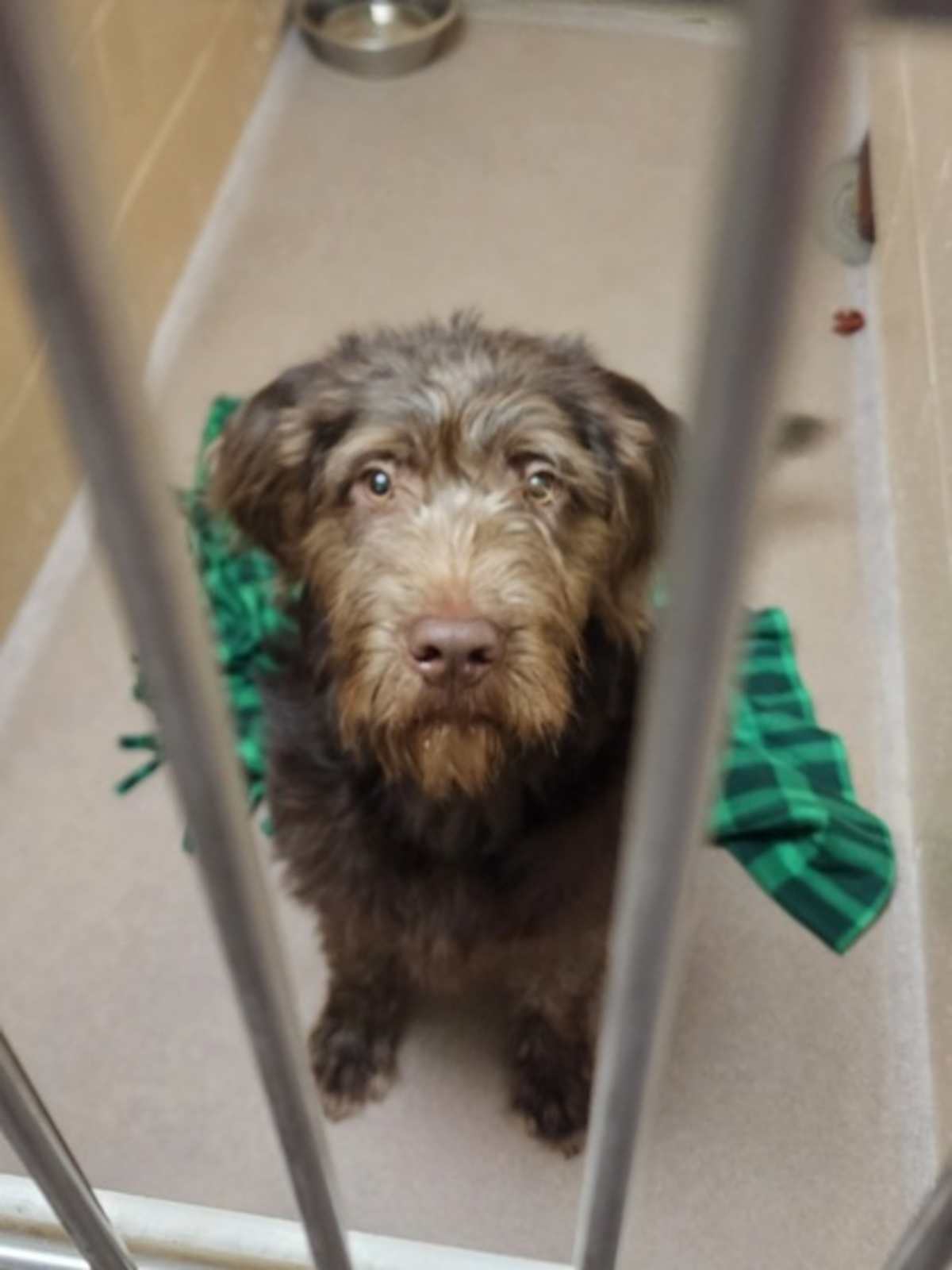 BASIL - Poodle (Standard) available for adoption