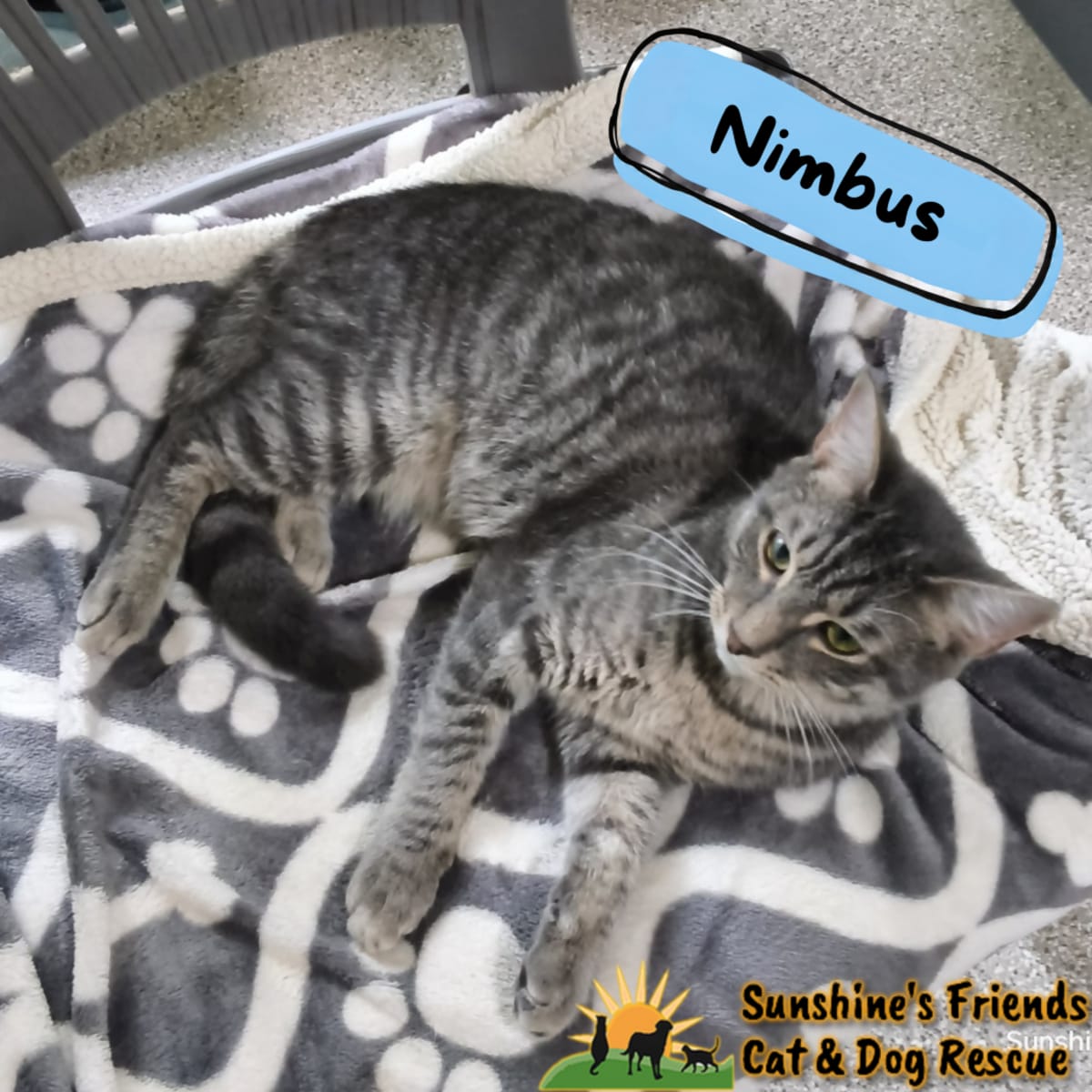NIMBUS - Domestic Shorthair available for adoption