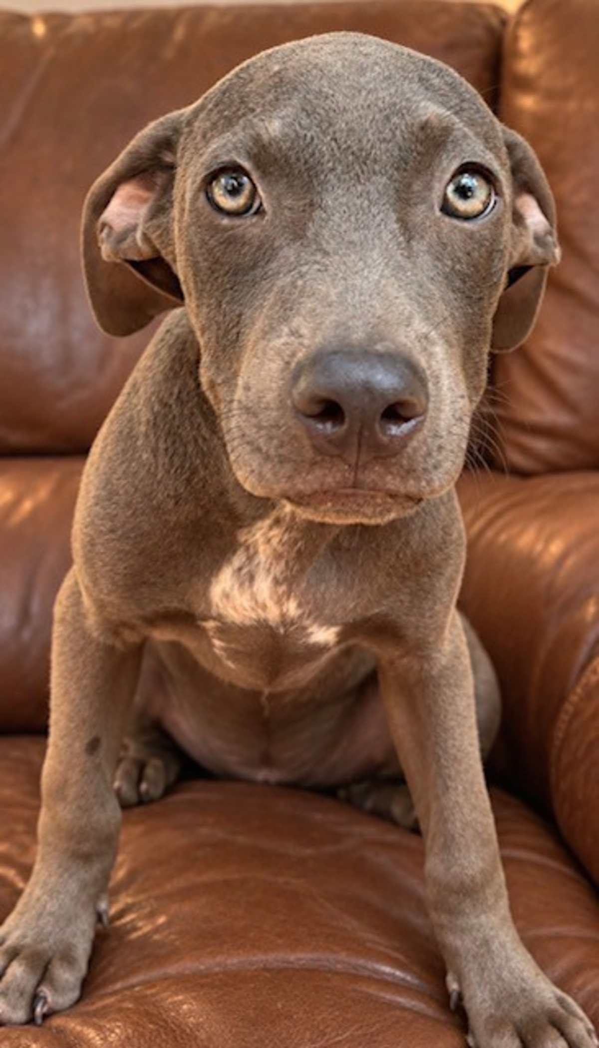 BRANDON~MEET ME! - Labrador Retriever / Weimaraner available for adoption