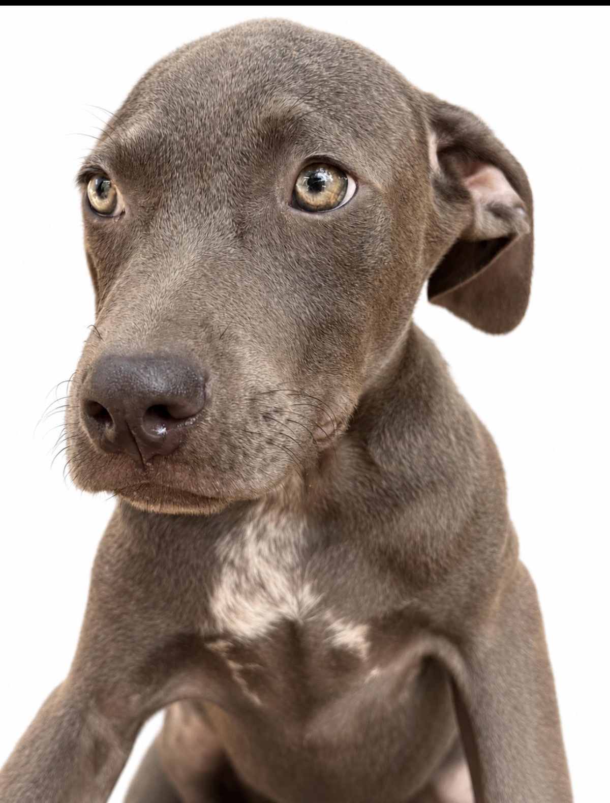 BRANDON~MEET ME! - Labrador Retriever / Weimaraner available for adoption