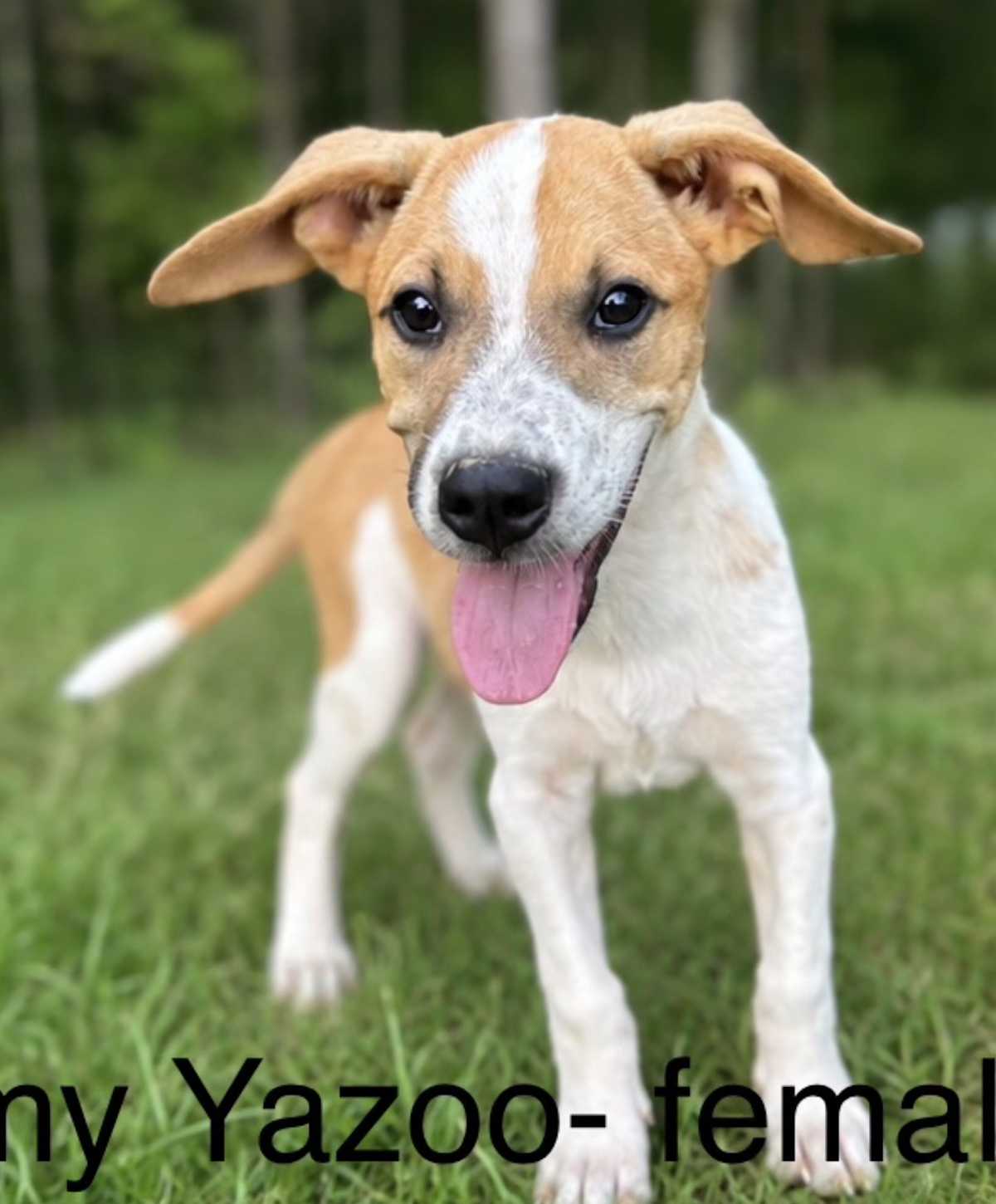 AMY YAZOO~MEET ME! - English Pointer / Labrador Retriever available for adoption