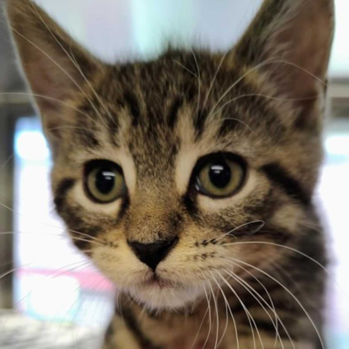 BROCK - Domestic Shorthair available for adoption