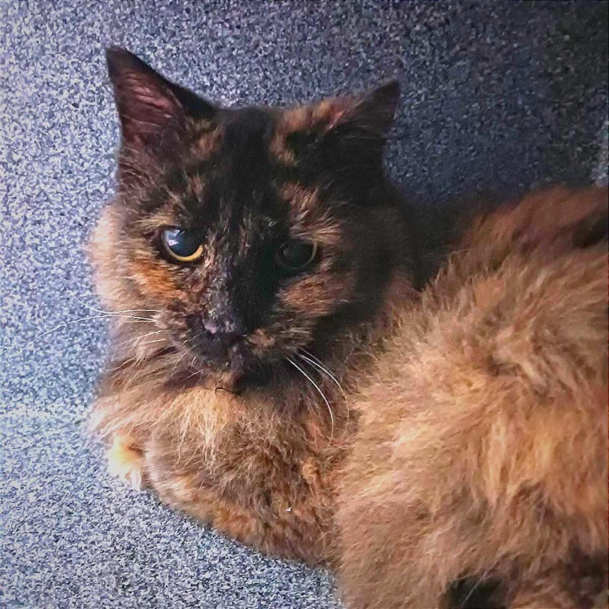 LEGIT FLUFFY - Domestic Longhair available for adoption