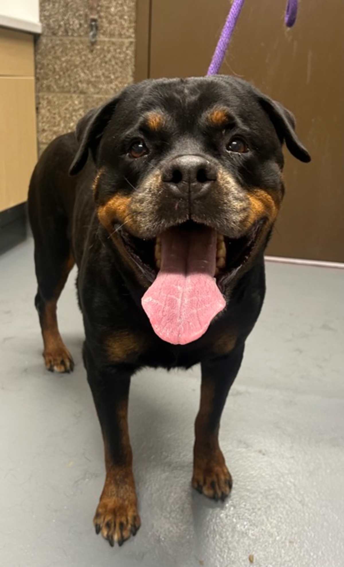 CINDER - Rottweiler available for adoption