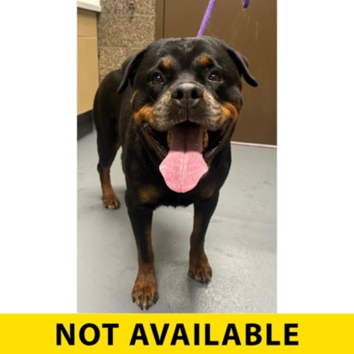 CINDER - Rottweiler available for adoption