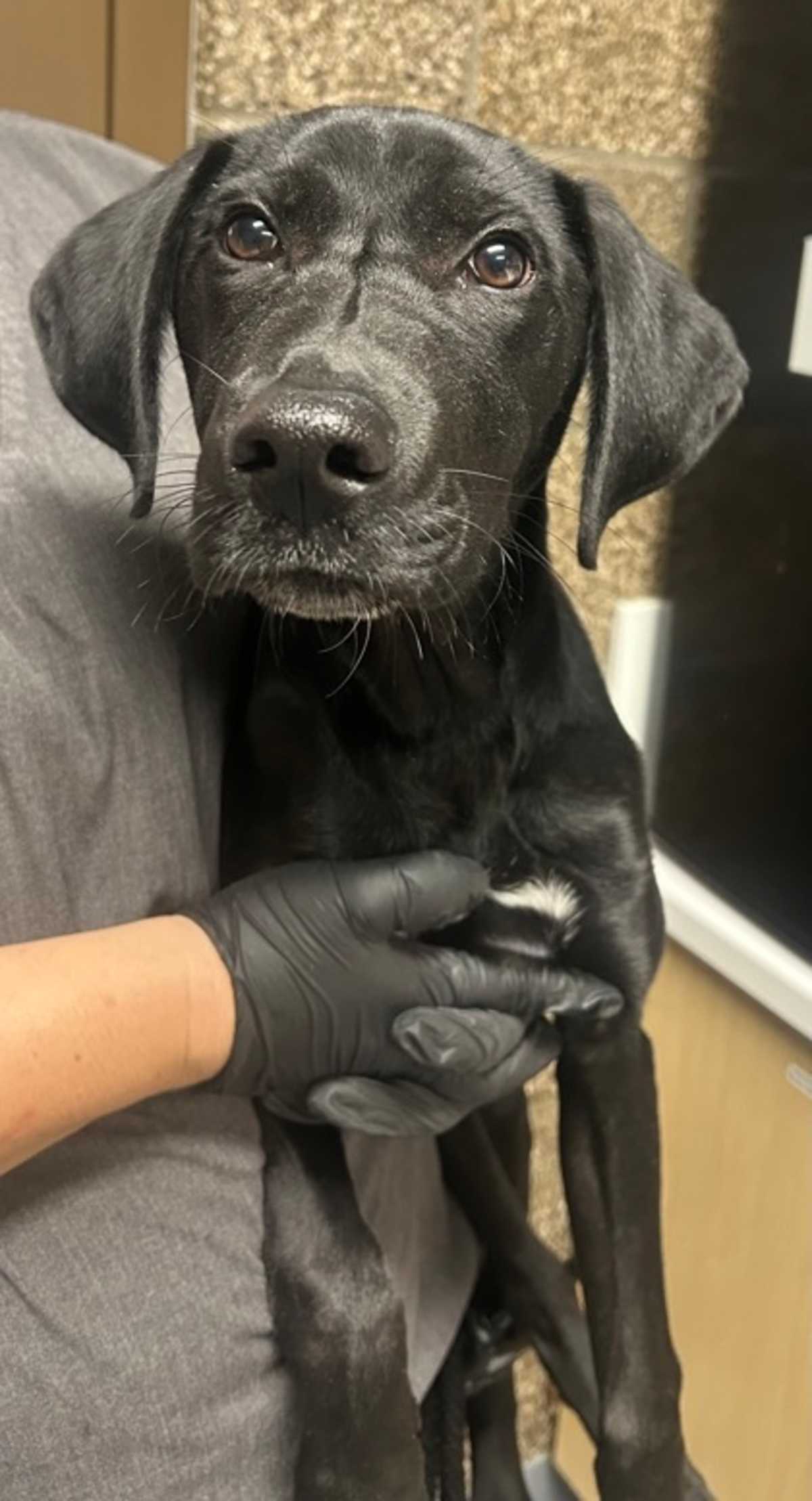BIBBLES - Mixed Breed (Medium) available for adoption