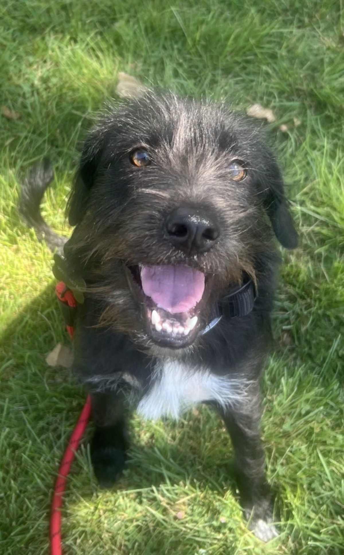 GORDON - Jack Russell Terrier available for adoption