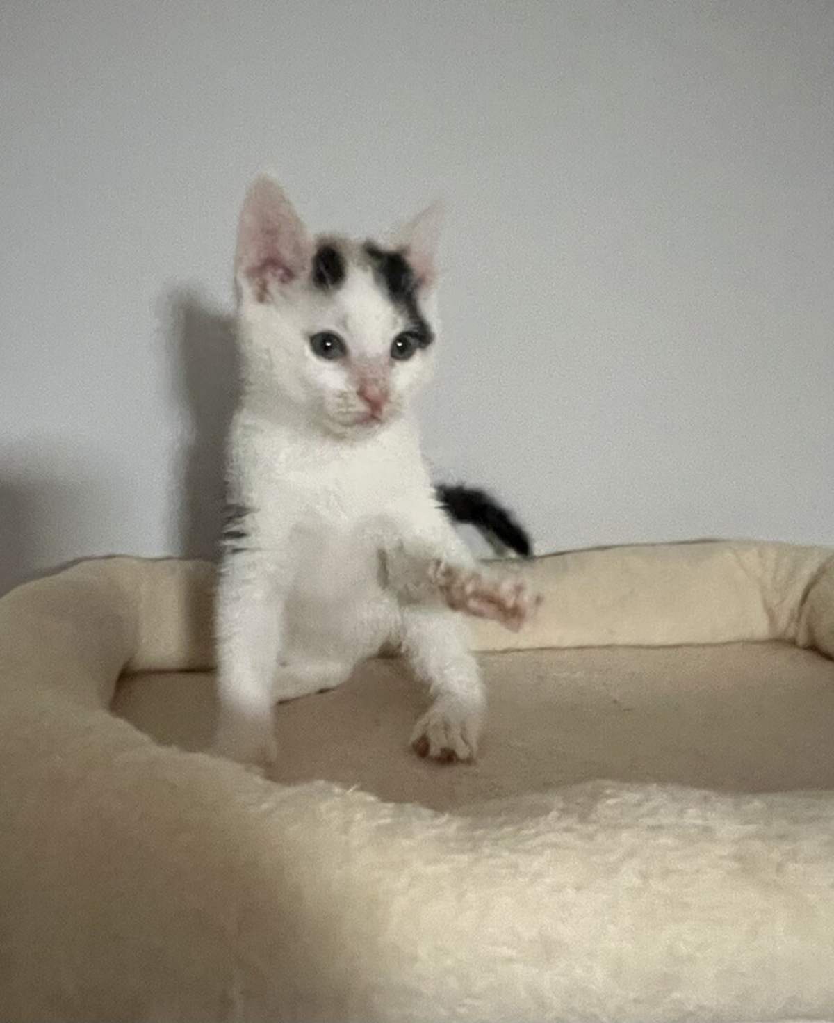 ADELAIDE - Domestic Shorthair available for adoption