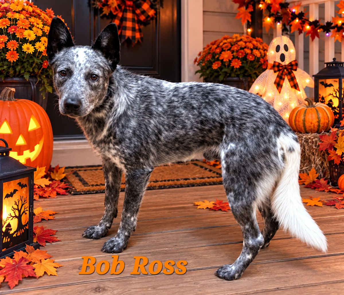 BOB ROSS * 34 POUNDS - Australian Cattle Dog / Australian Shepherd available for adoption