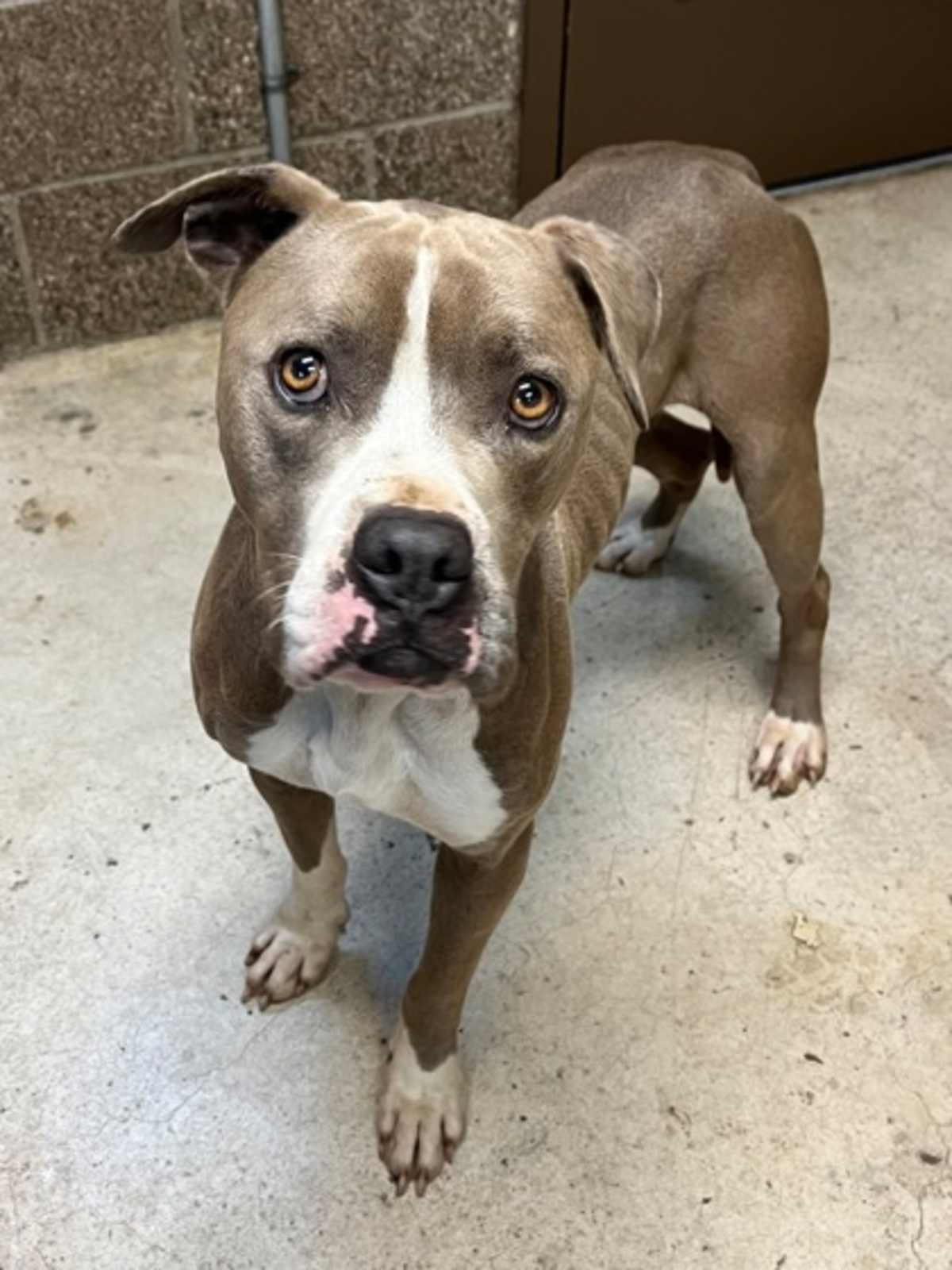BOLOGNA BOAT - Mixed Breed (Medium) available for adoption