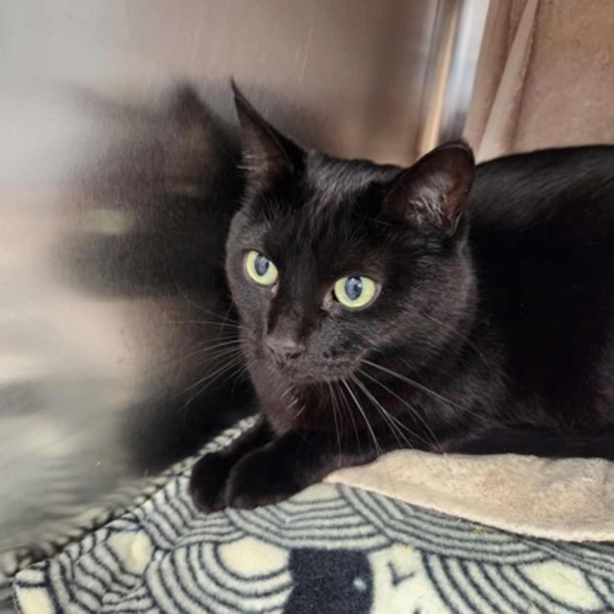 BABY GIRL - Domestic Shorthair available for adoption