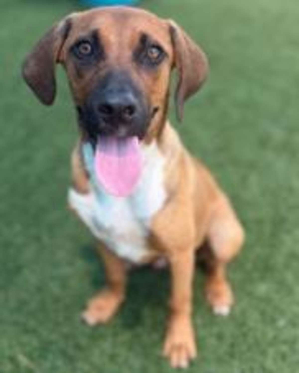 KERRY - Hound (Unknown Type) available for adoption